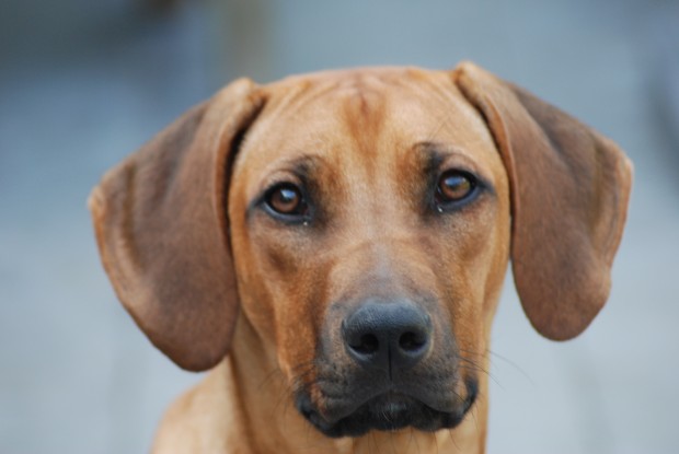 Hond (niet in kwestie) Bron: Albelli.nl